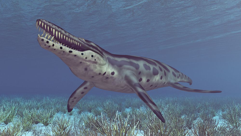 A Computer generated 3D illustration of a Pliosaur Kronosaurus swimming in the sea
