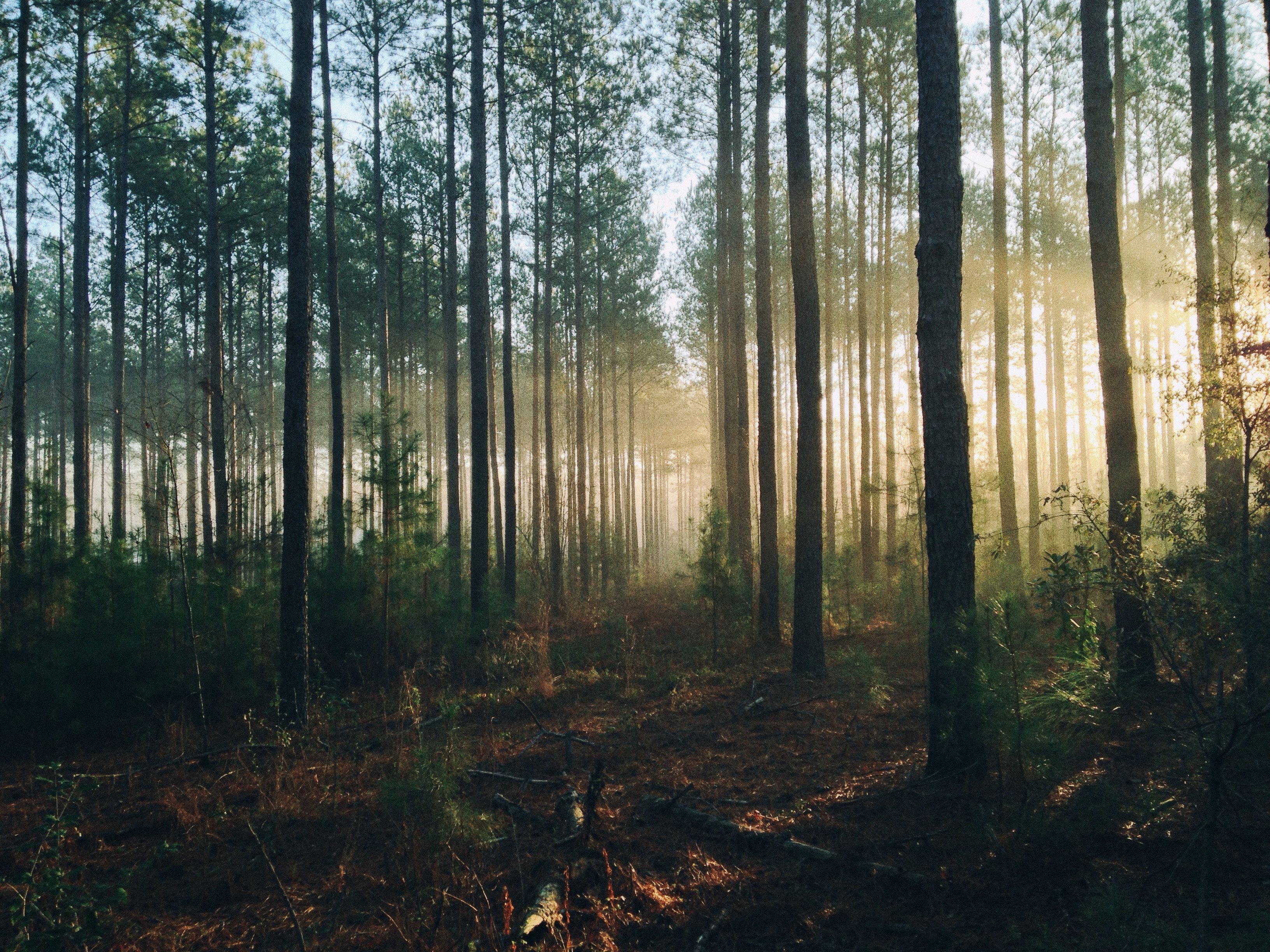 Forest trees