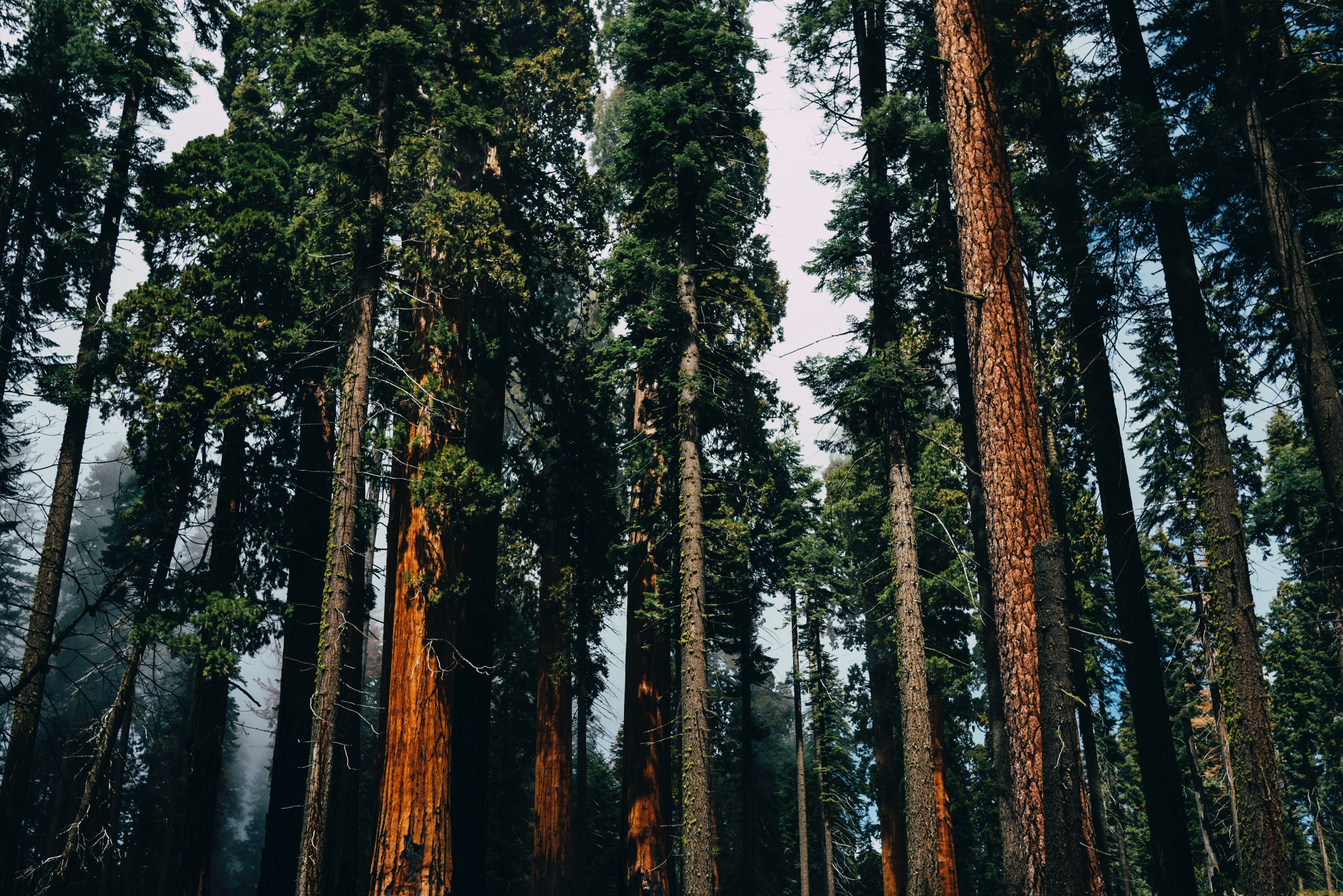 The surprising state where you can see giant sequoias (that’s not California)