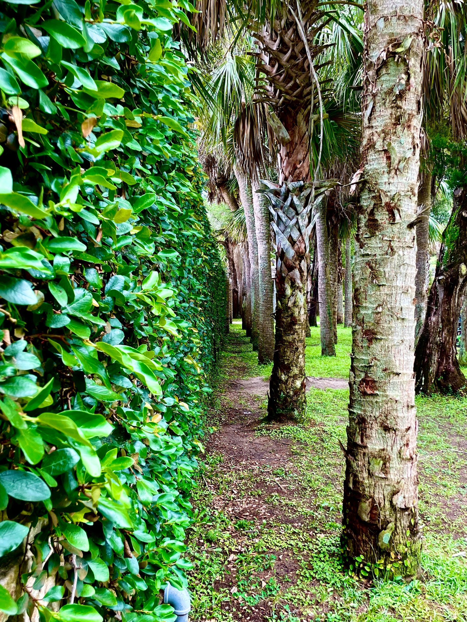 Vegetation growing inside historic fort in Myrtle Beach
