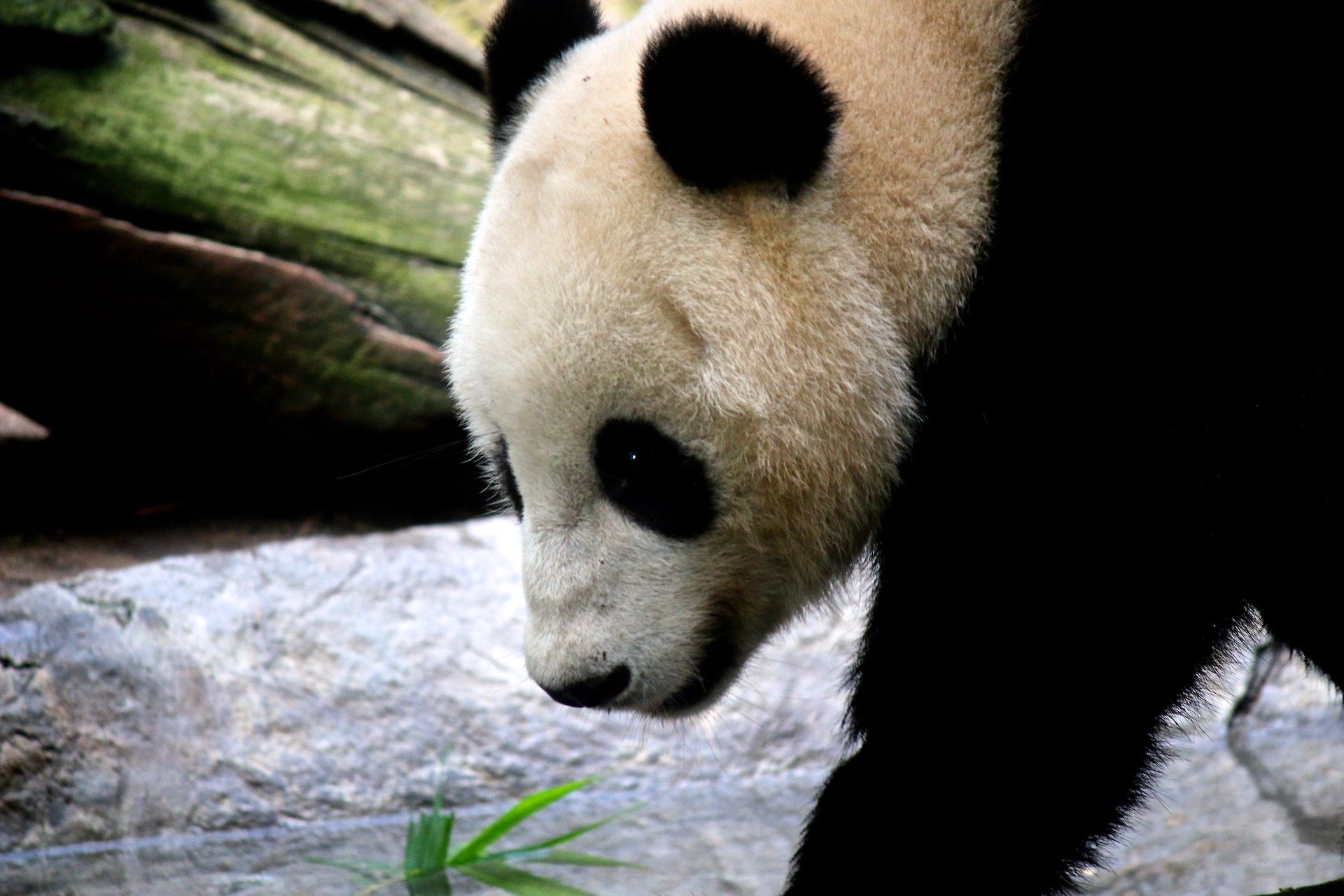 A giant panda in San Diego Zoo