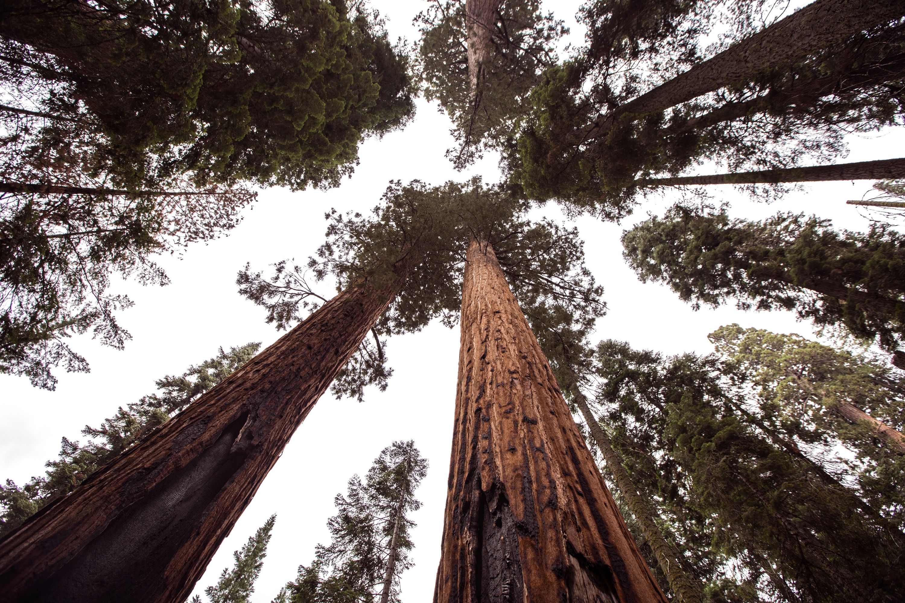 Sequoia trees Seqouia National Park