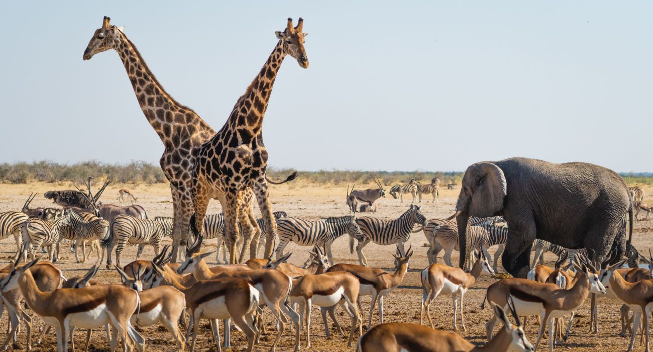 Wild animals in Etosha National Park, northern Namibia