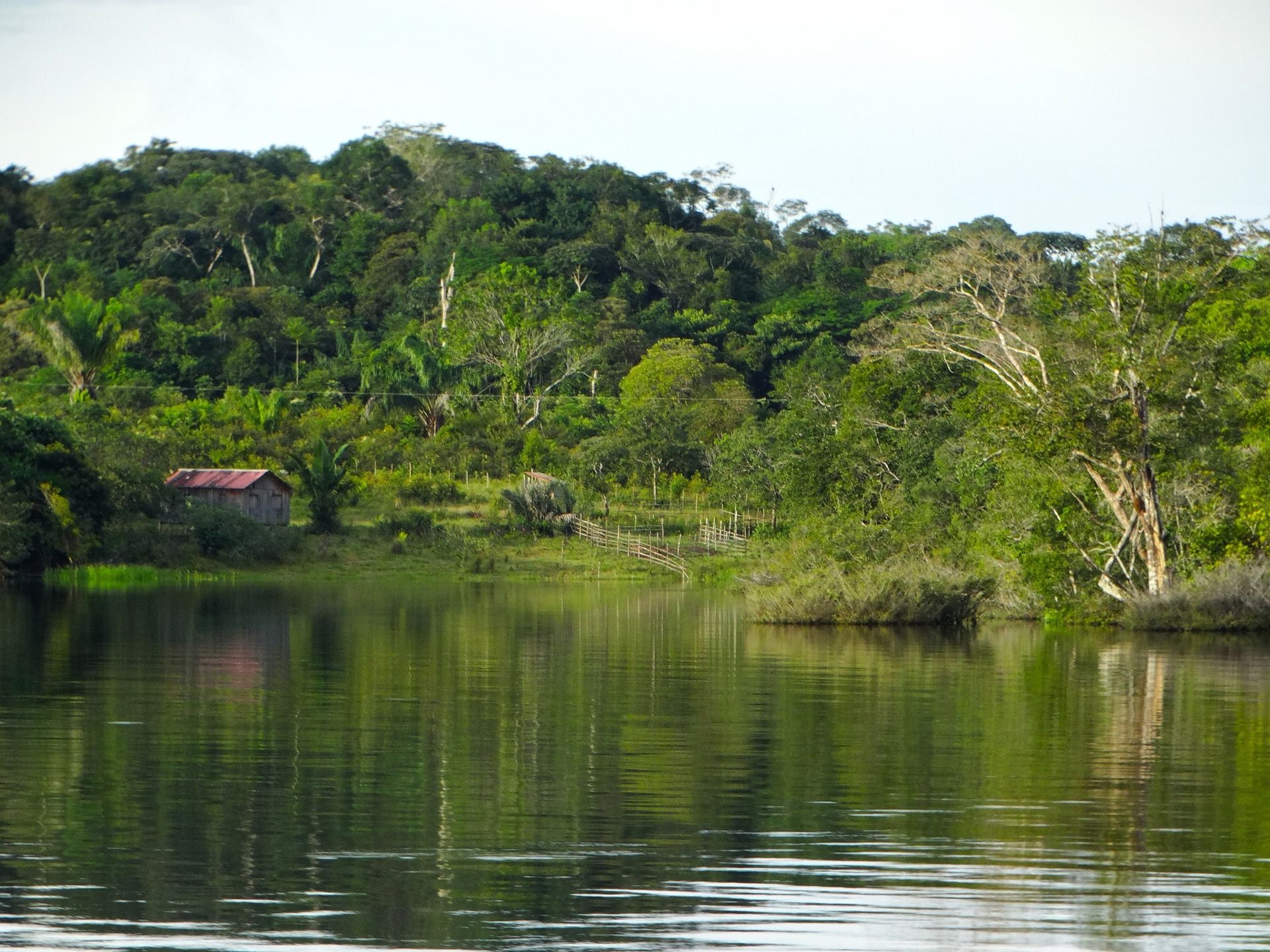 A crystal clear water body surrounded by trees in the Amazon Rainforest