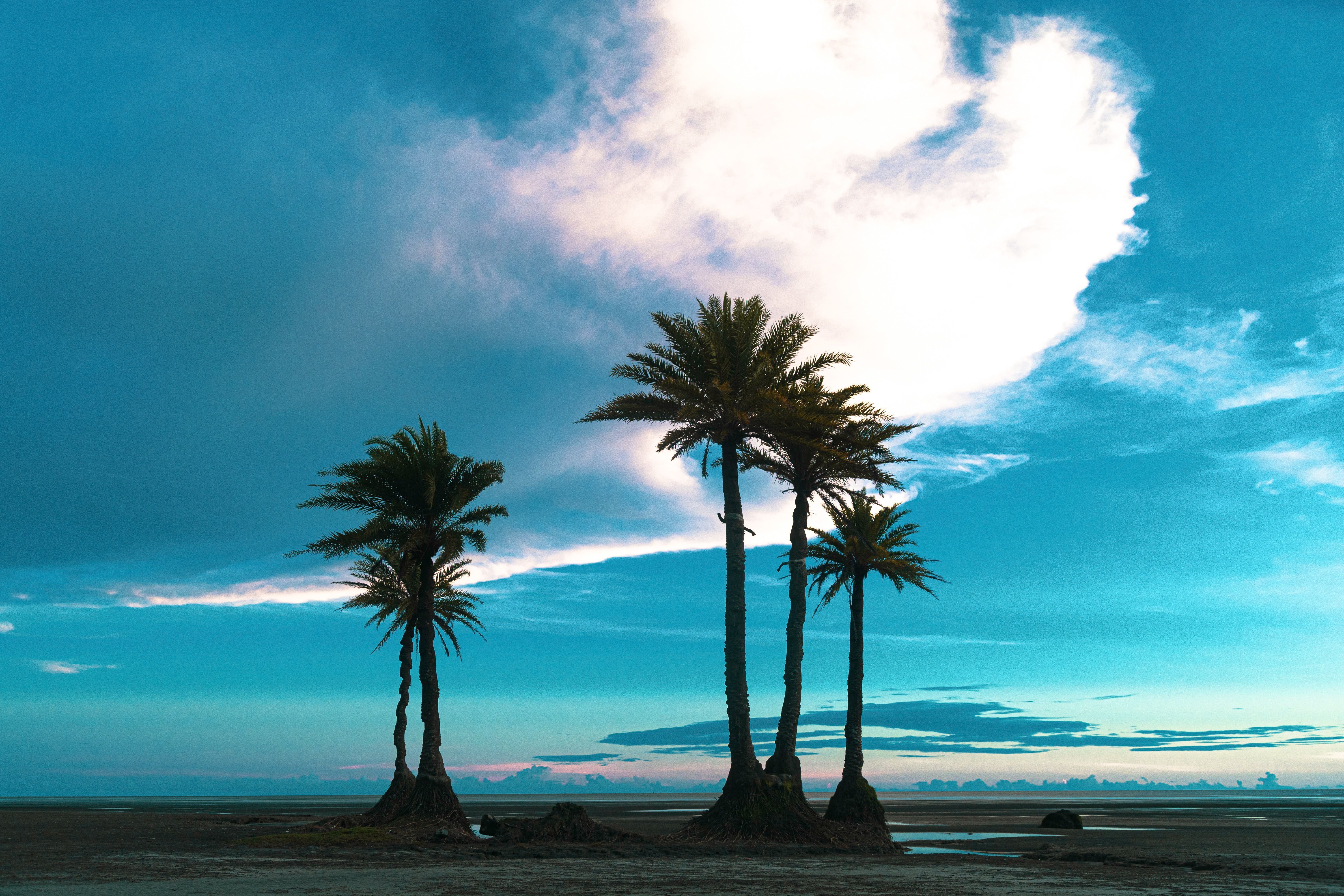 palm tree on the beach 