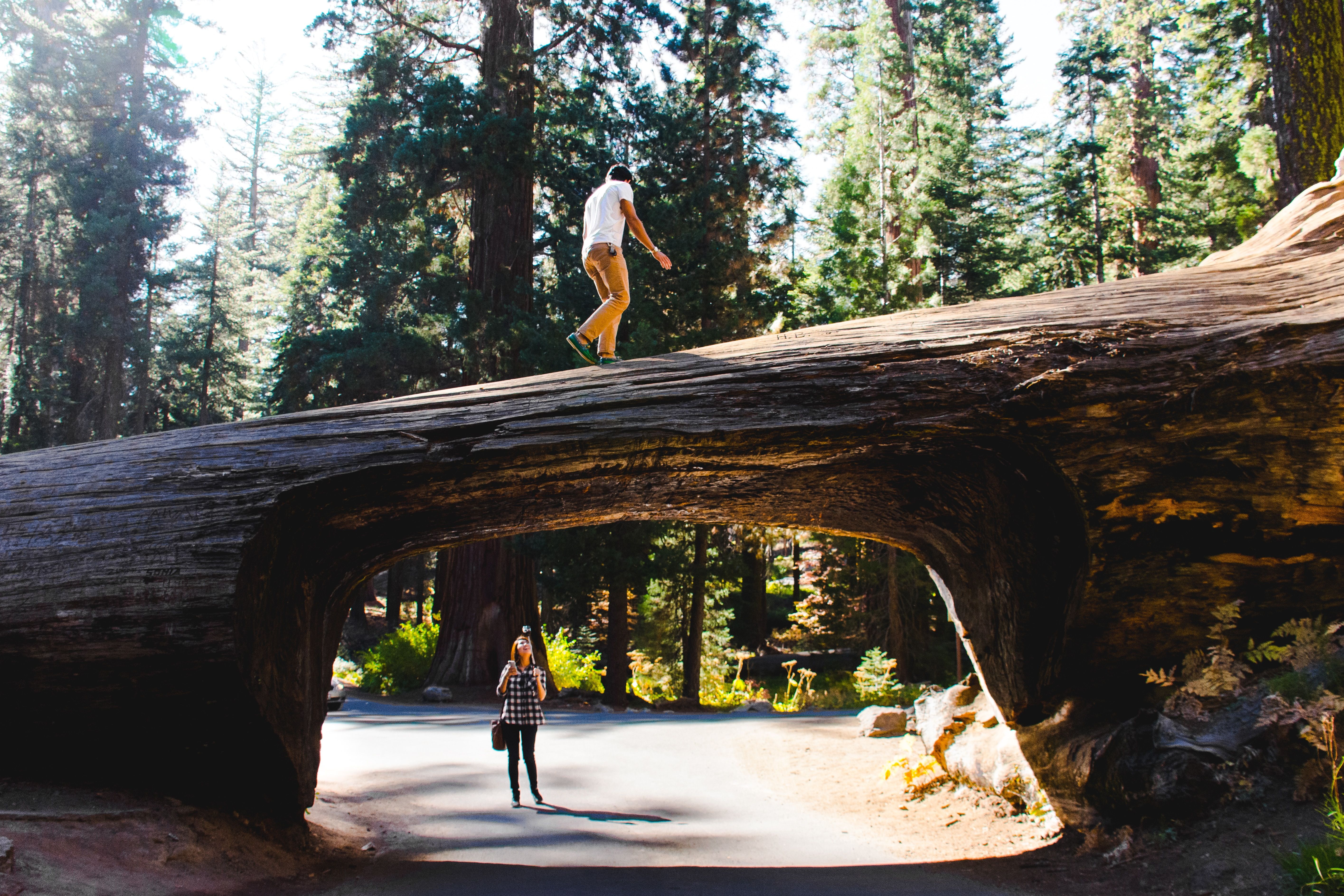 Sequoia National Park: 10 Unique Things You Can Experience In California's  Oldest National Park