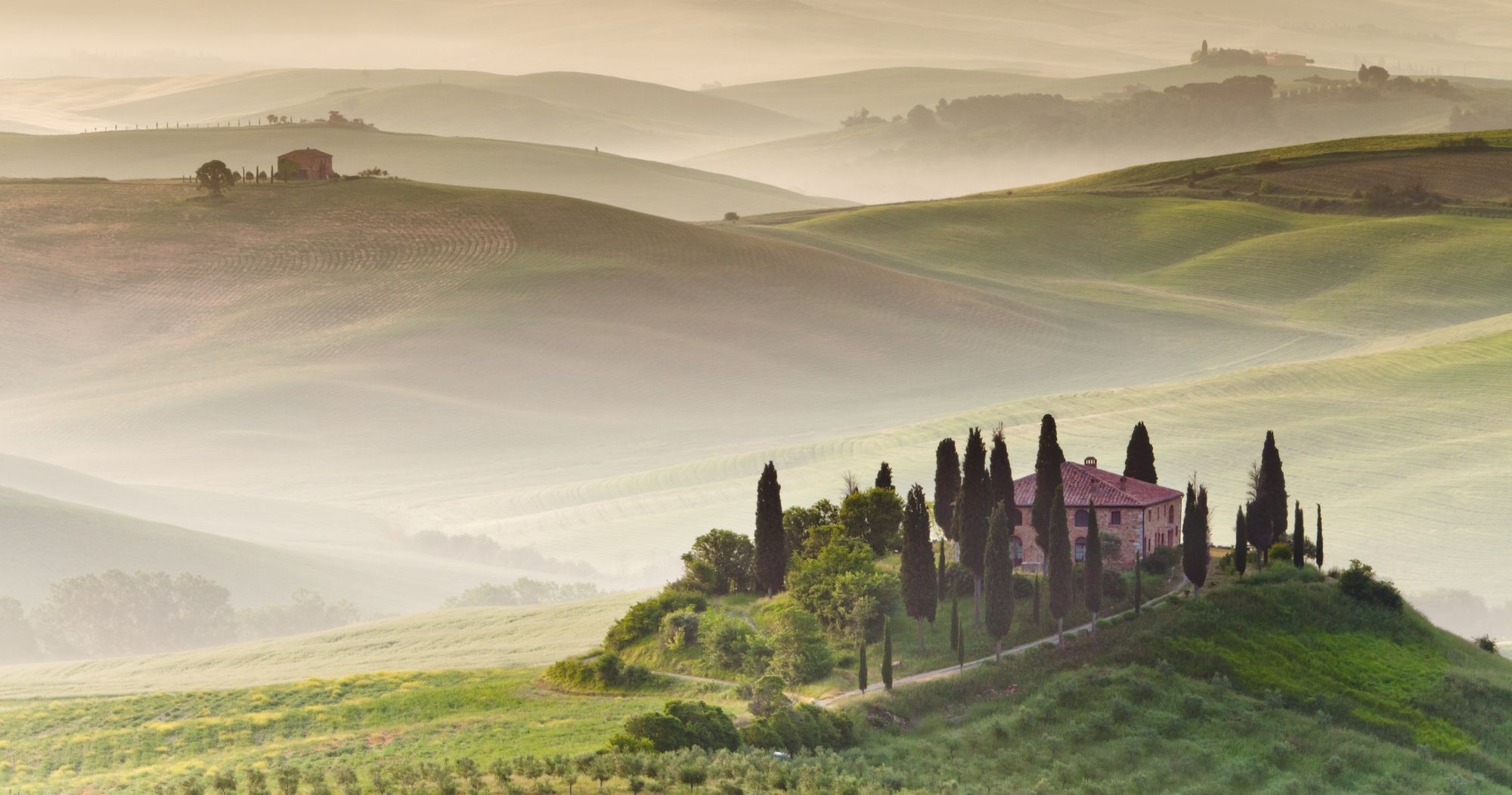 A view of vineyards in Toscana Italy under fog