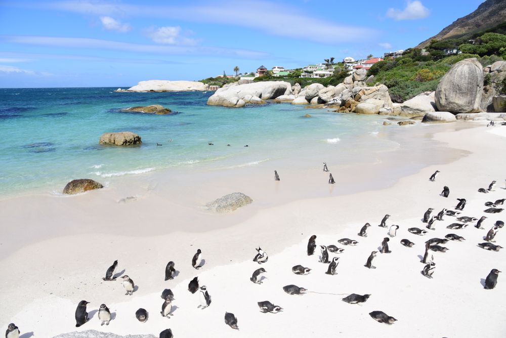 African Penguins Wildlife South Africa Cape Town