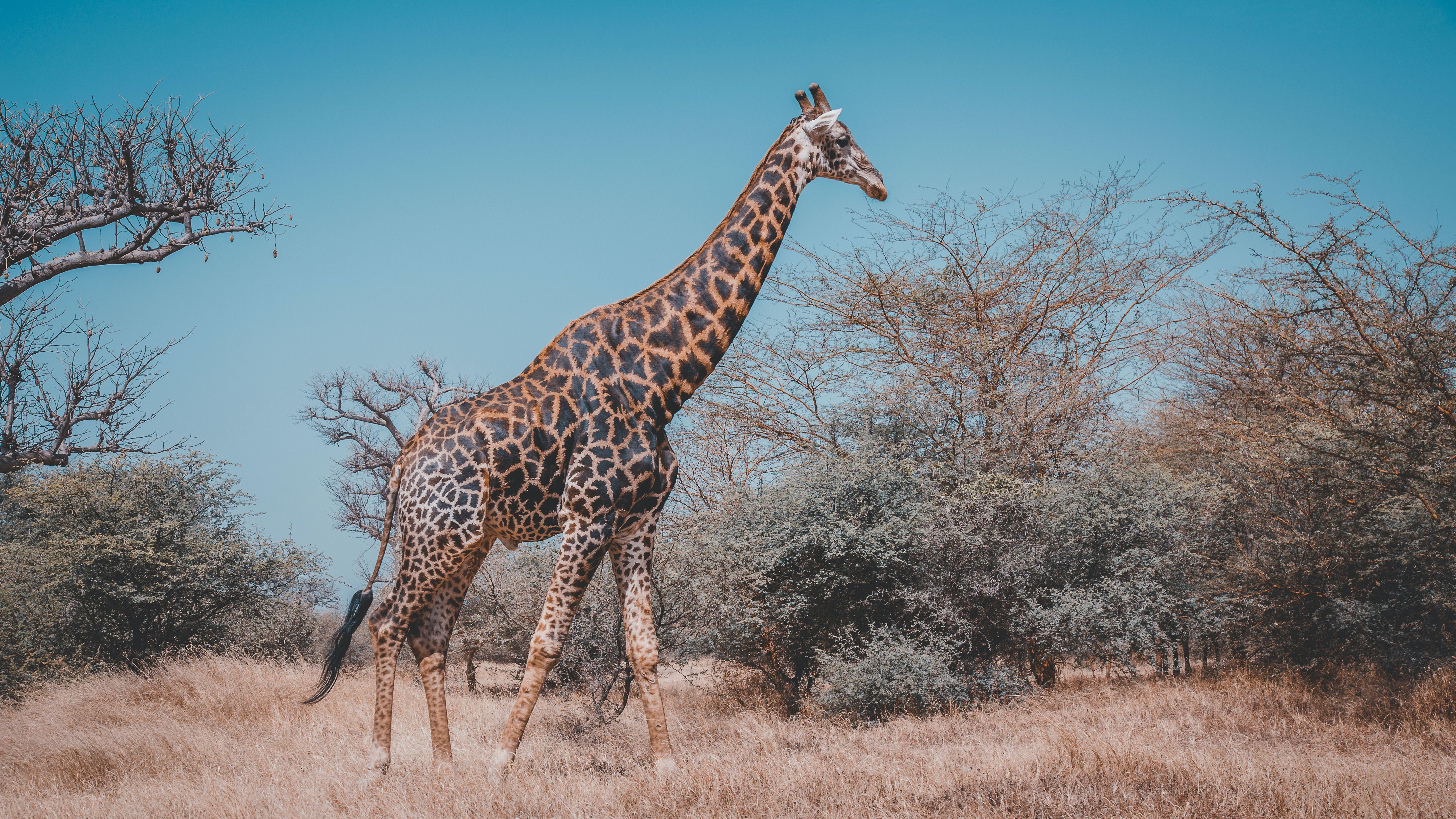 Giraffe roaming among the trees in Senegal Africa