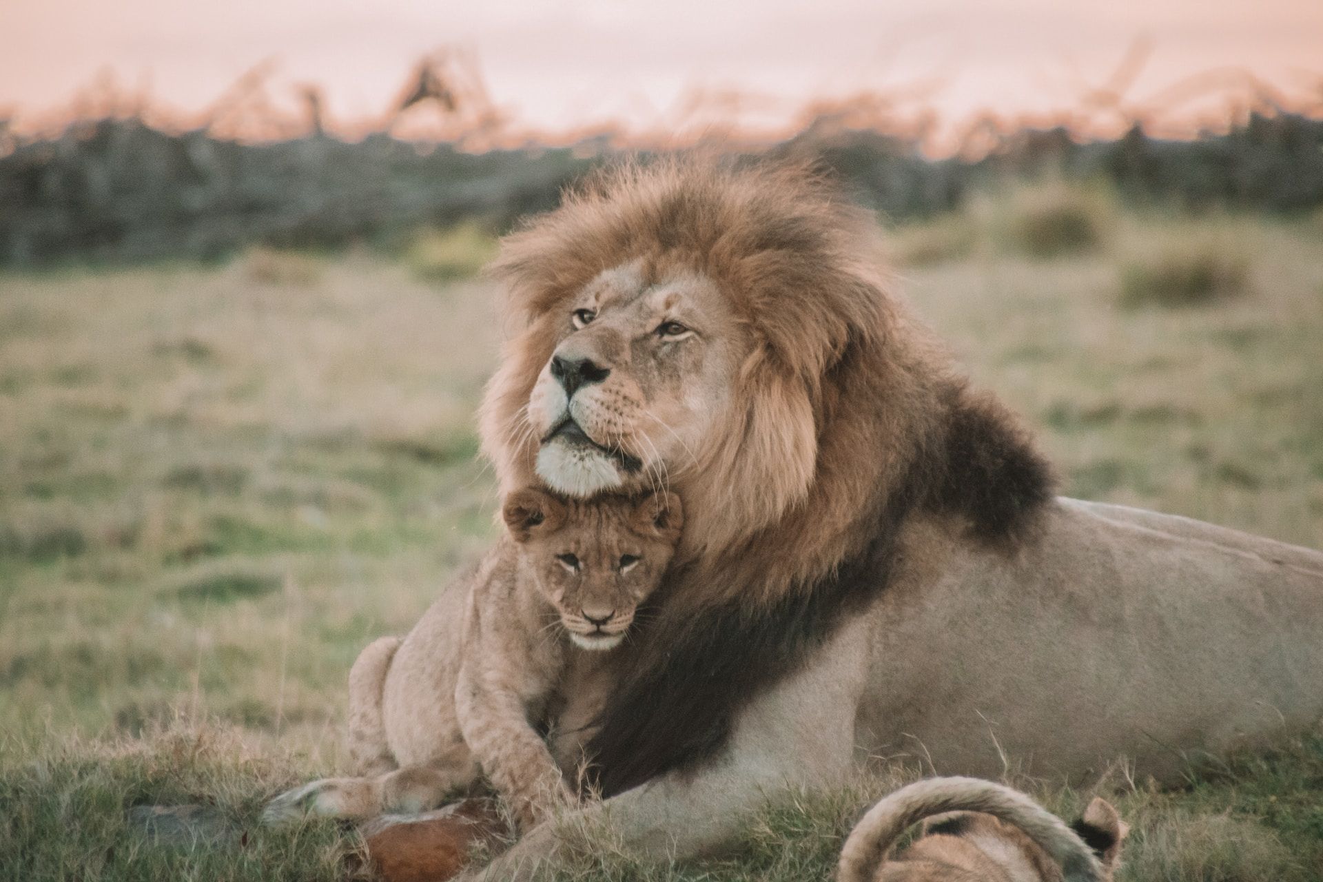 Male lion with its cub lying on grass 