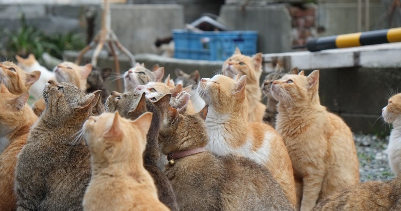 Cats have taken over this island in Japan