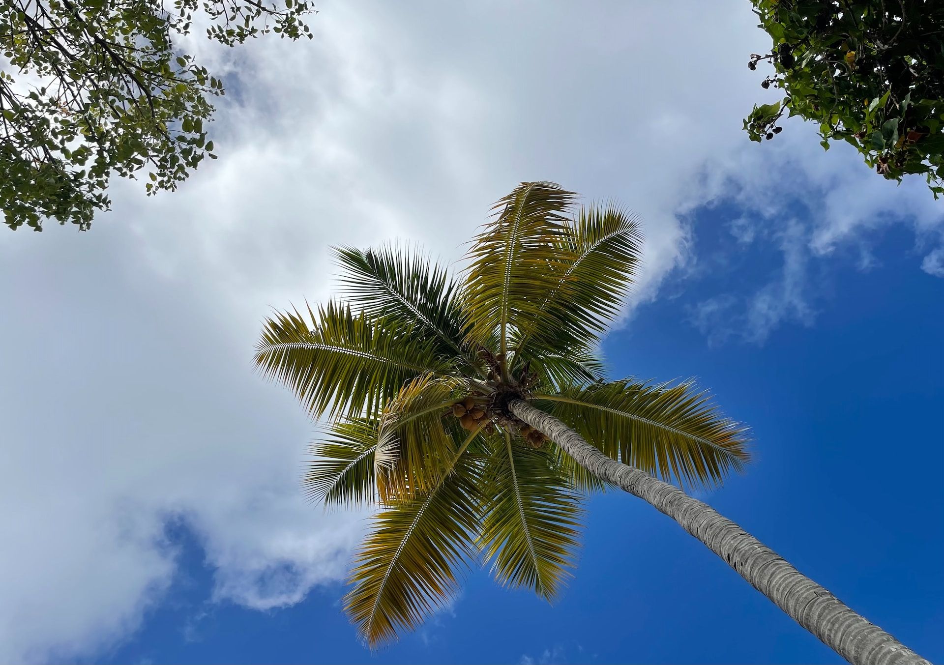 Coconut Tree Overlooking the Beach in St. Thomas, US Virgin Islands