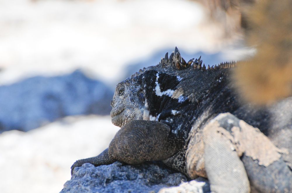 These Are 10 Amazing Animals To See While Visiting The Galapagos   Galapagos Land Iguana 