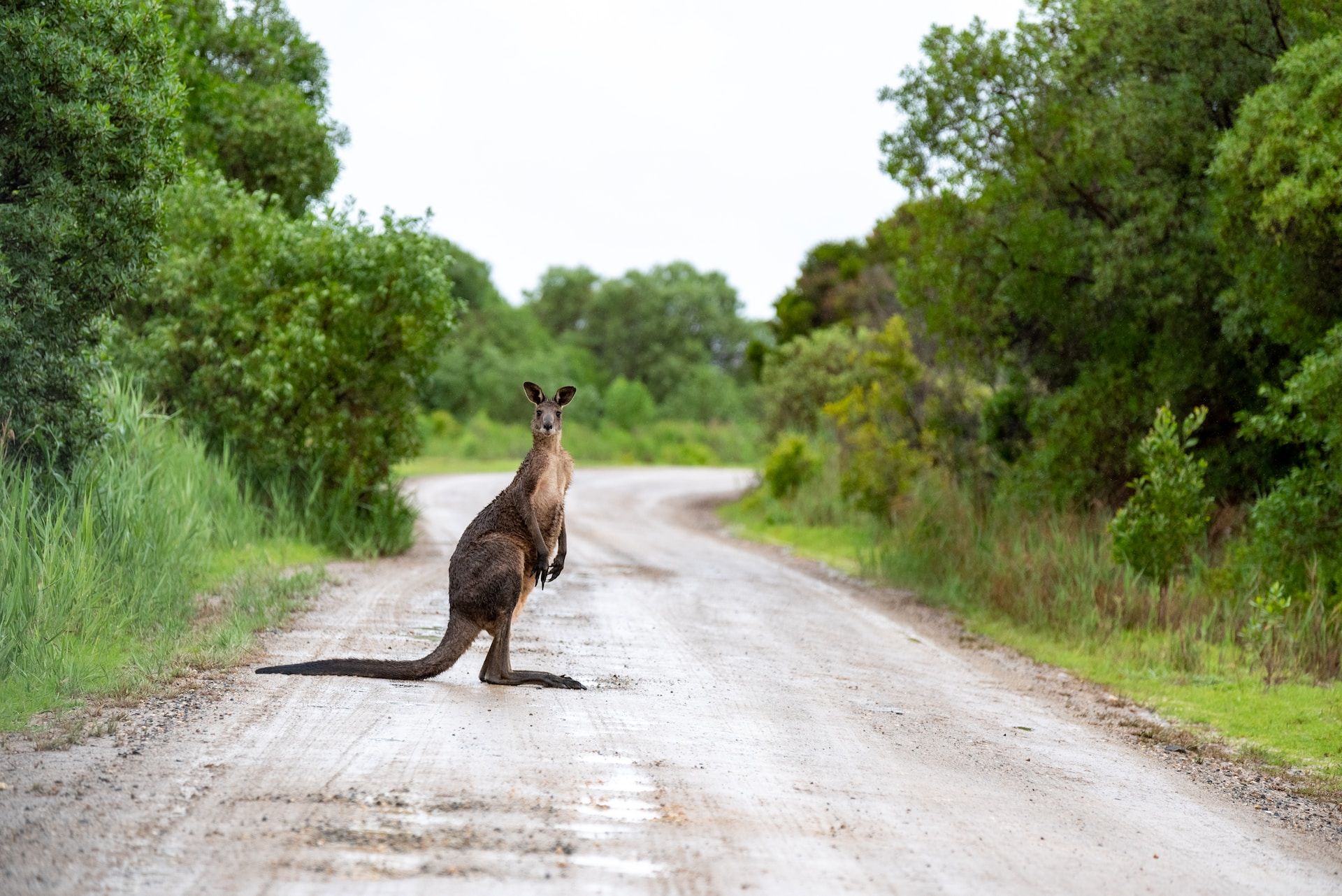 Kangaroo Australian animals 