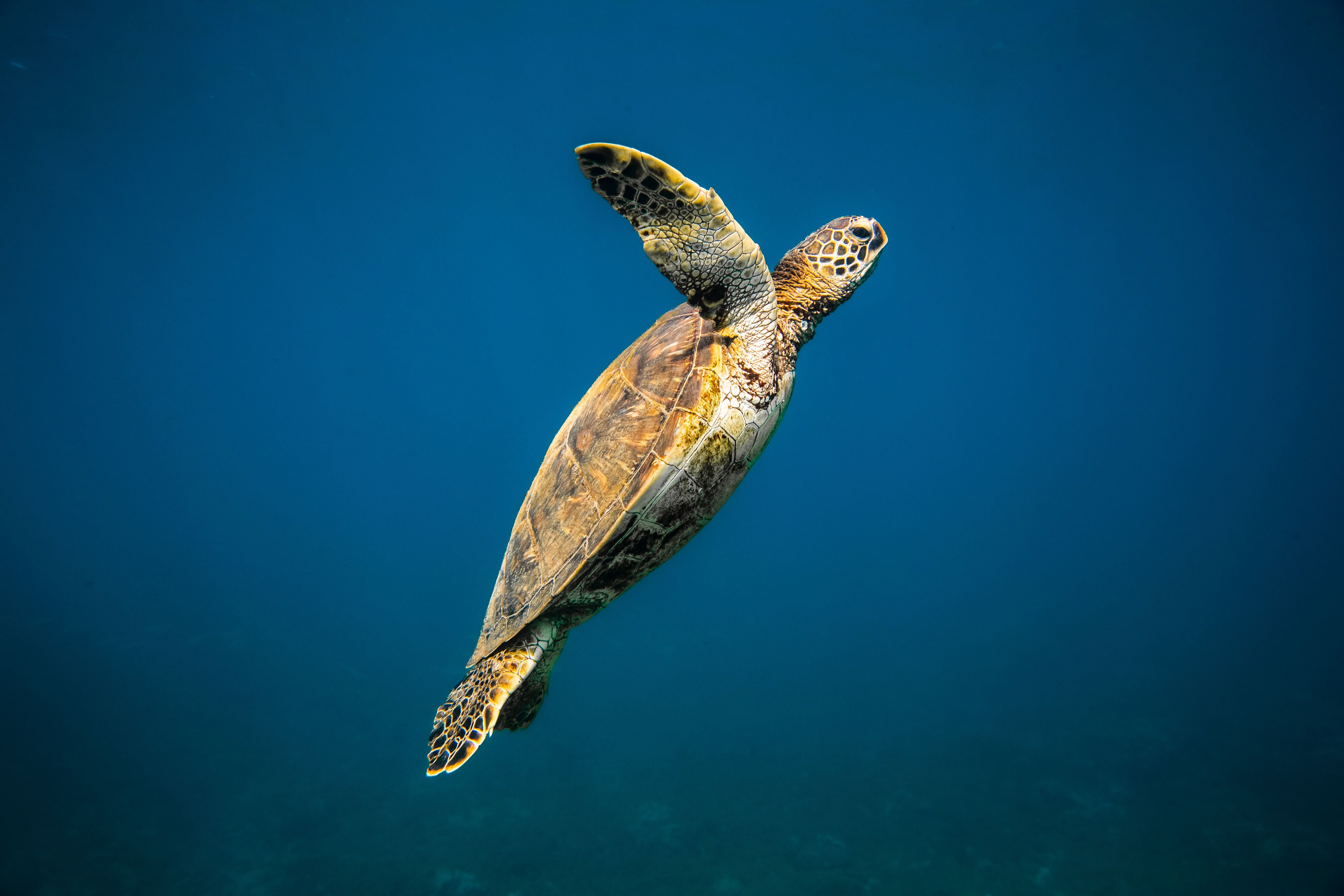 12 Best Snorkeling Spots In Maui Where You Can Explore Its Maritime Beauty