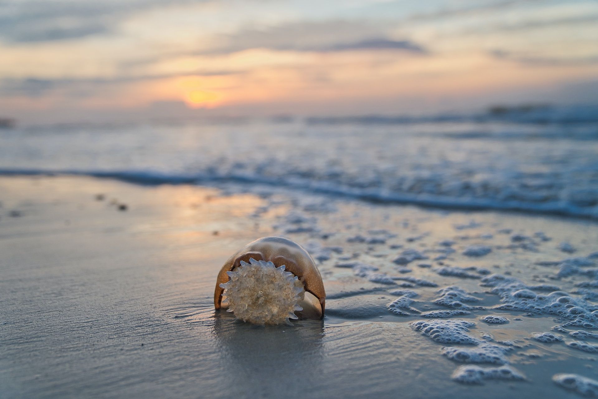 Jellyfish on the Beachfront, Myrtle Beach, South Carolina