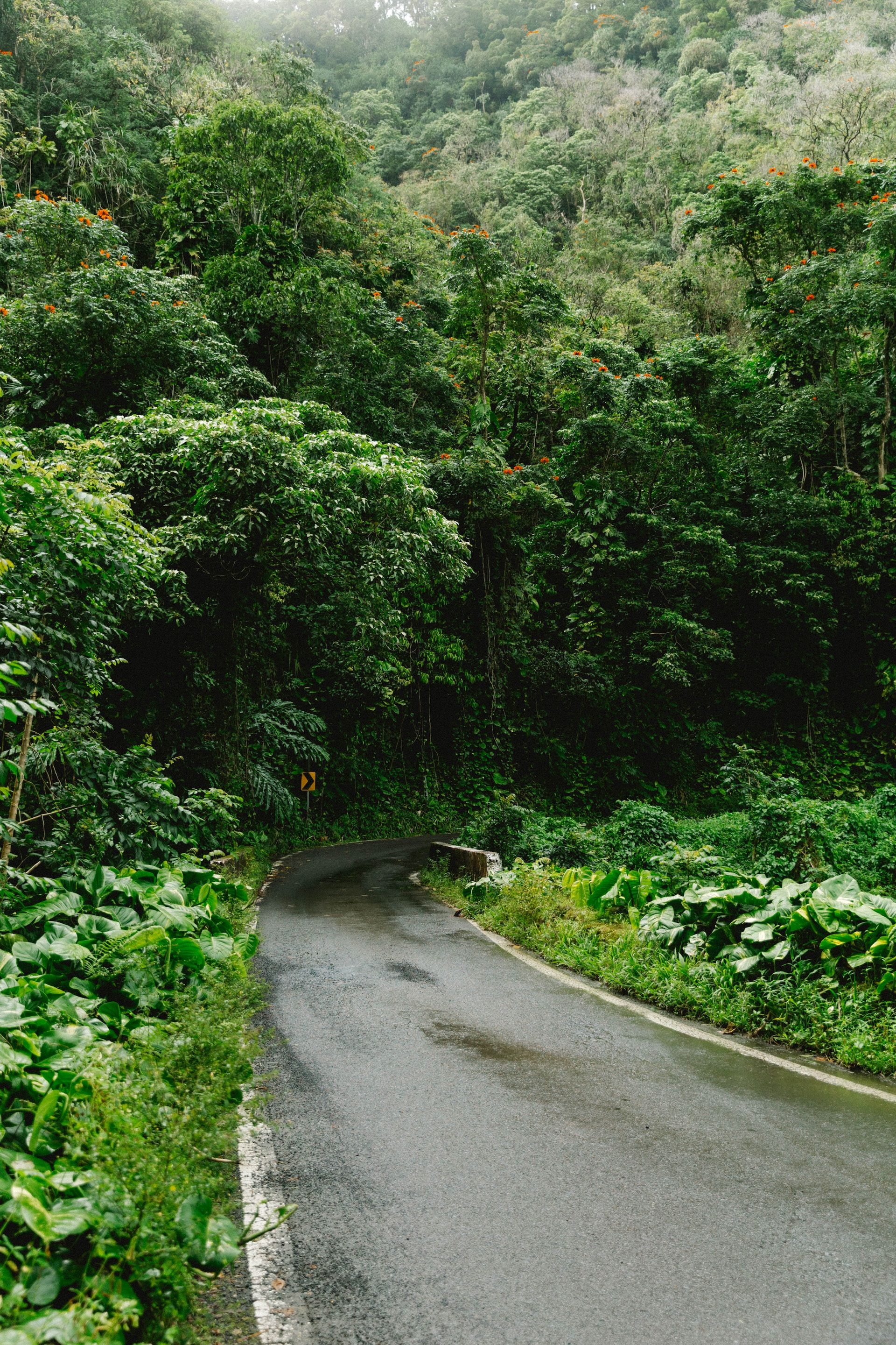 10 Best Maui Gardens Where You Can Explore Nature's Oasis & Botanical ...