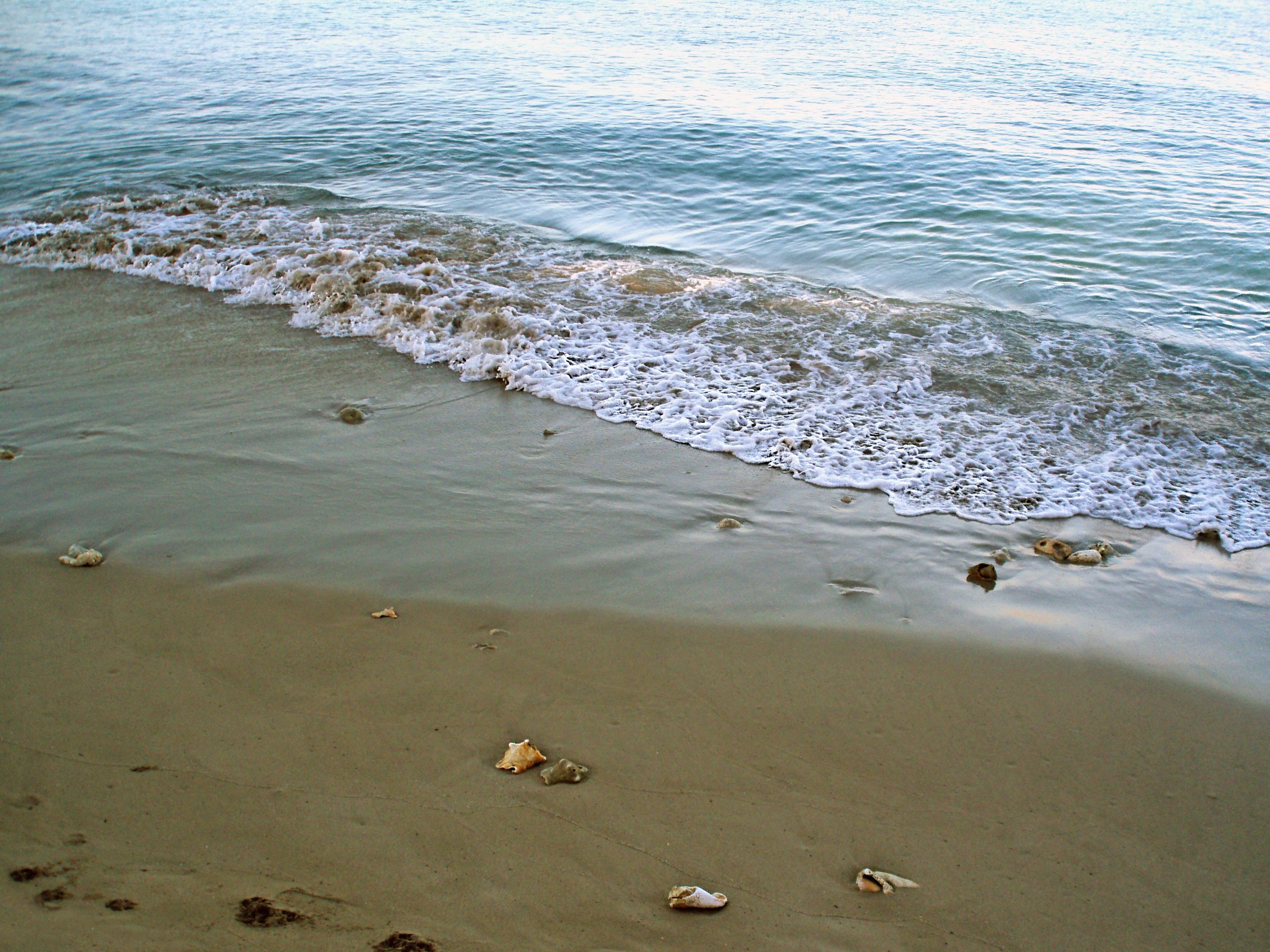Sea shells are exposed in the sand by receding waves.