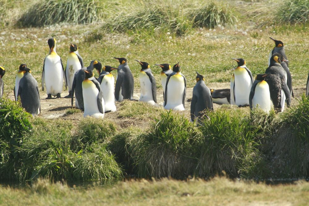 King Penguin park on Tierra del fuego