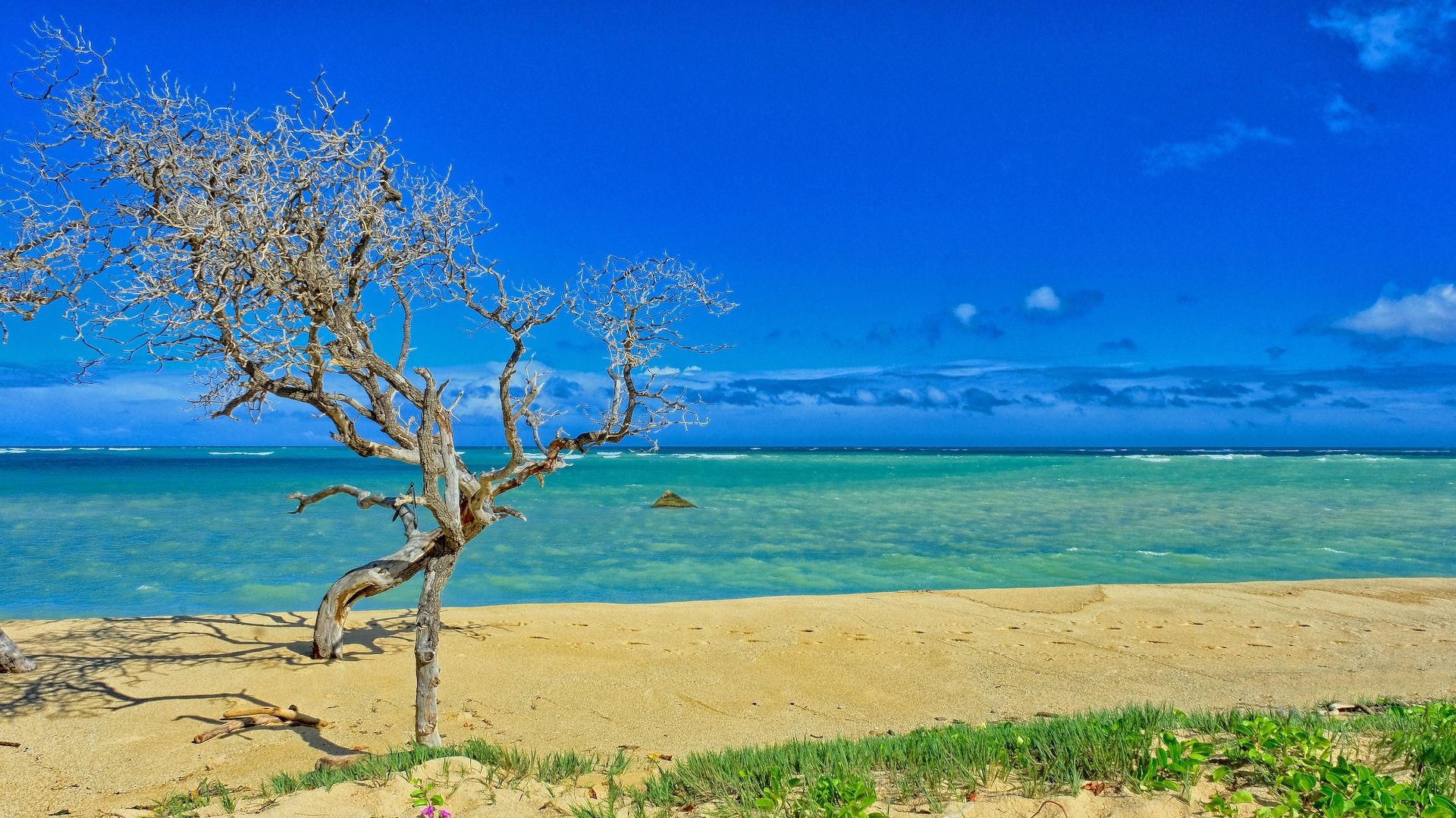 10-best-maui-gardens-where-you-can-explore-nature-s-oasis-botanical