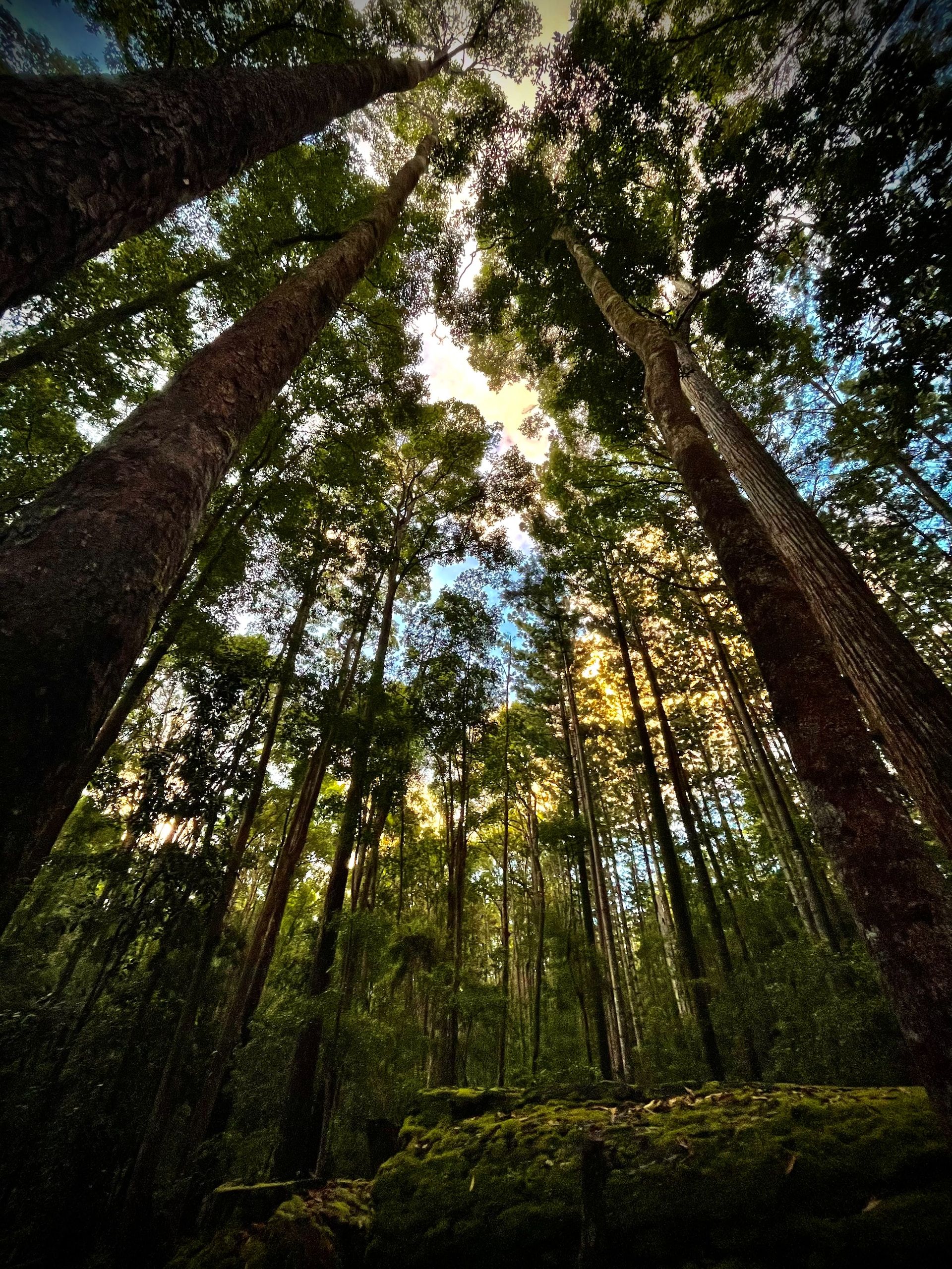 A view of the treeline at the Central Station camp ground in Fraser Island, Australia