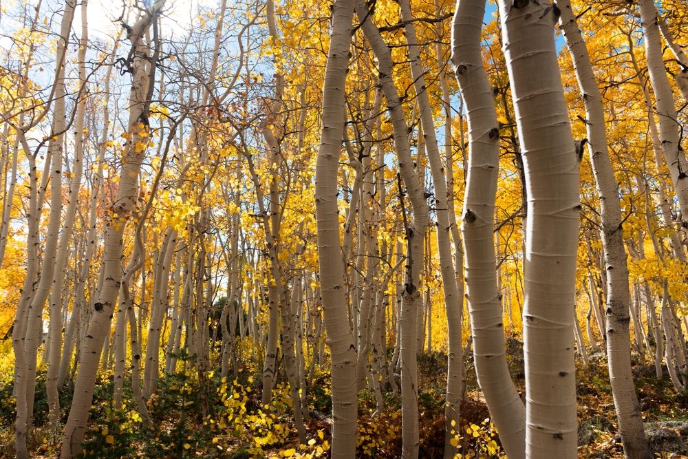 Pando Tree, Aspen Tree, fall season in Utah