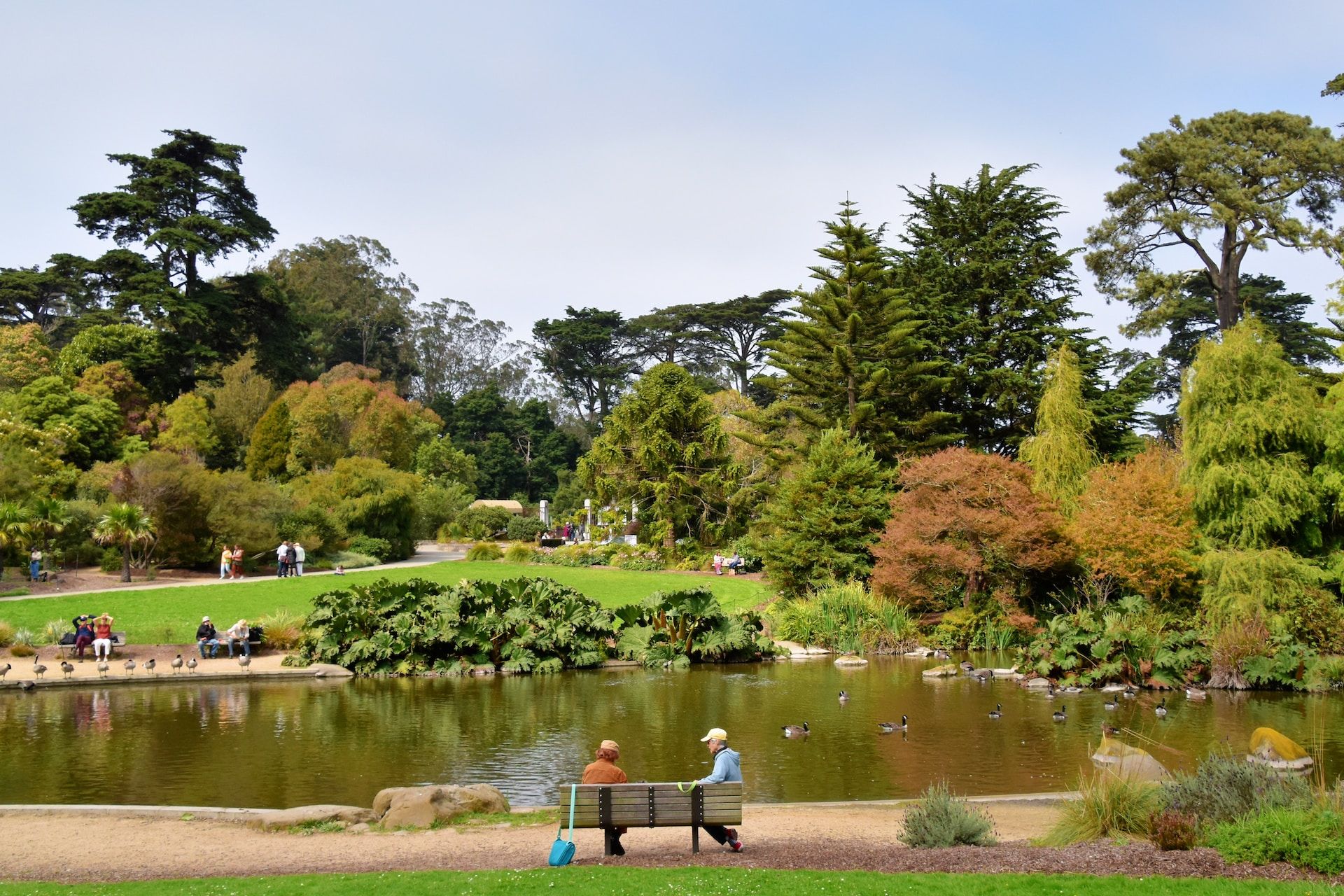 People and ducks around a pond at Golden Gate Park in San Francisco, California, USA
