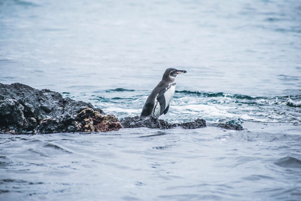 Rare Galápagos penguin perching on a rock