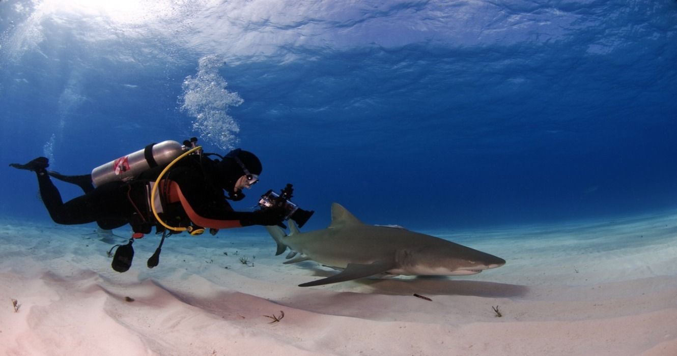 A scuba diver and a small lemon shark at Tiger Beach, Bahamas