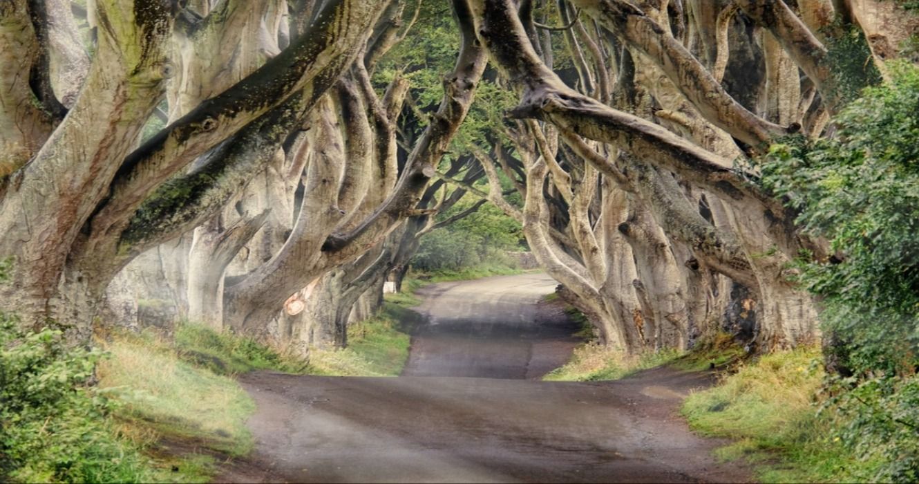 The Dark Hedges in Northern Ireland seen in Game of Thrones