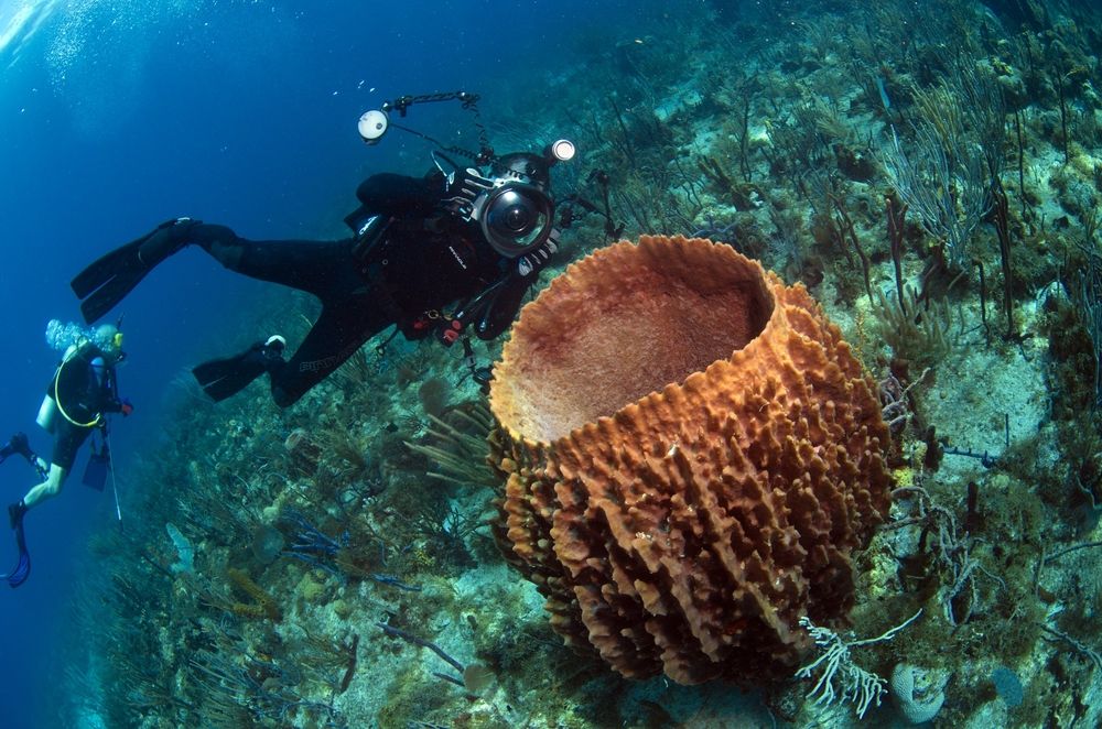 A scuba diver taking a photo of a barrel sponge in St. Kitts and Nevis