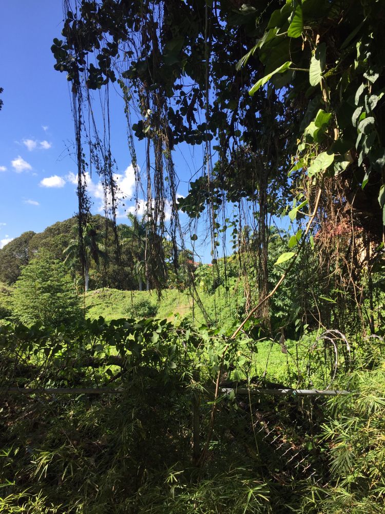 Jungle flora and foliage in Cabarete, Dominican Republic