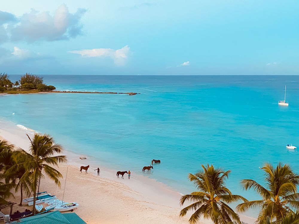 Horses swimming in the sea at Pebbles Beach, Barbados
