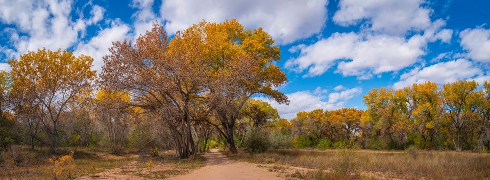 Cottonwood trees on the Paseo del Bosque Trail along the Rio Grande River in Albuquerque, New Mexico, USA