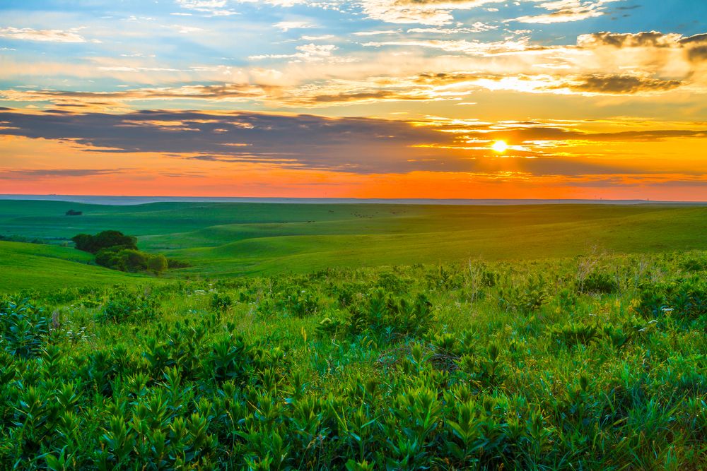 Sunset in the Flint Hills of Kansas with cattle grazing in the background