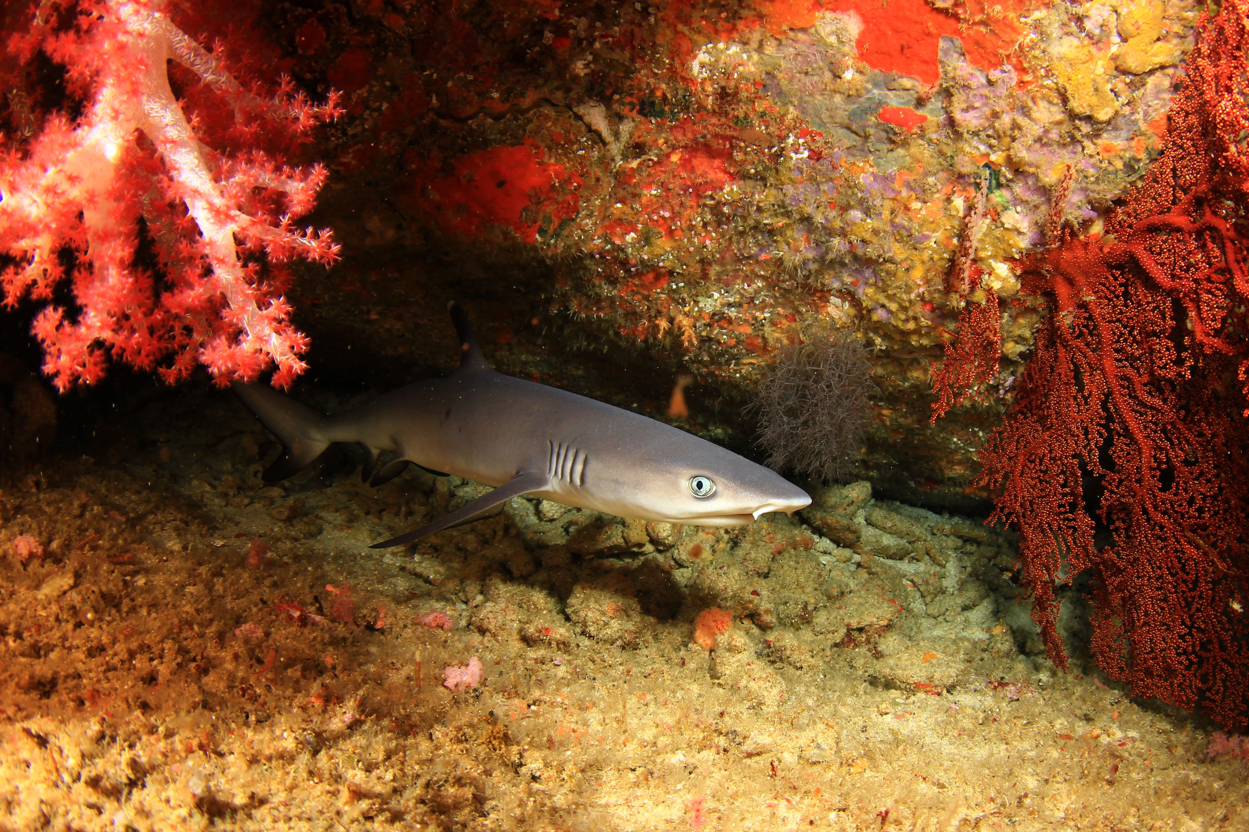 a whitetip reef shark hiking in coral