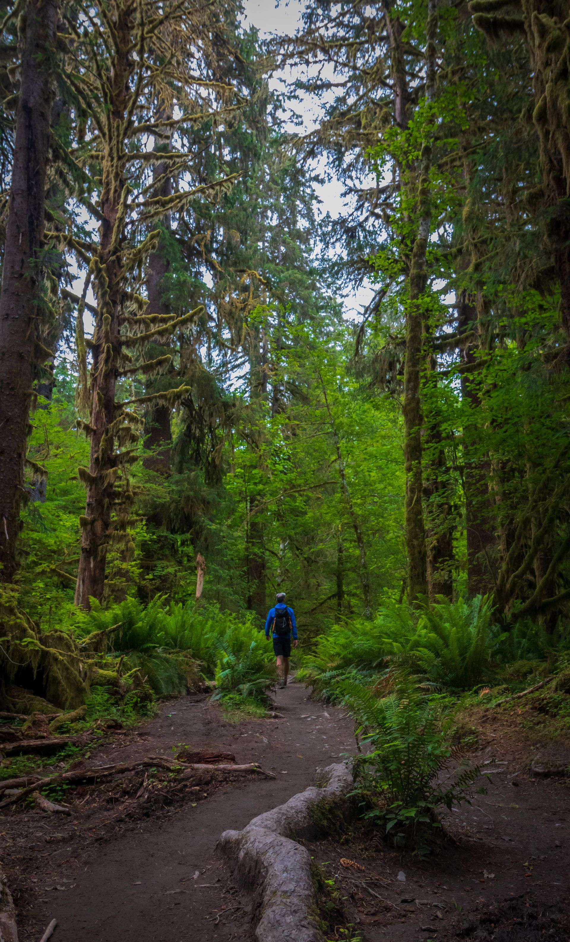 A hiking trail in Forks, Washington