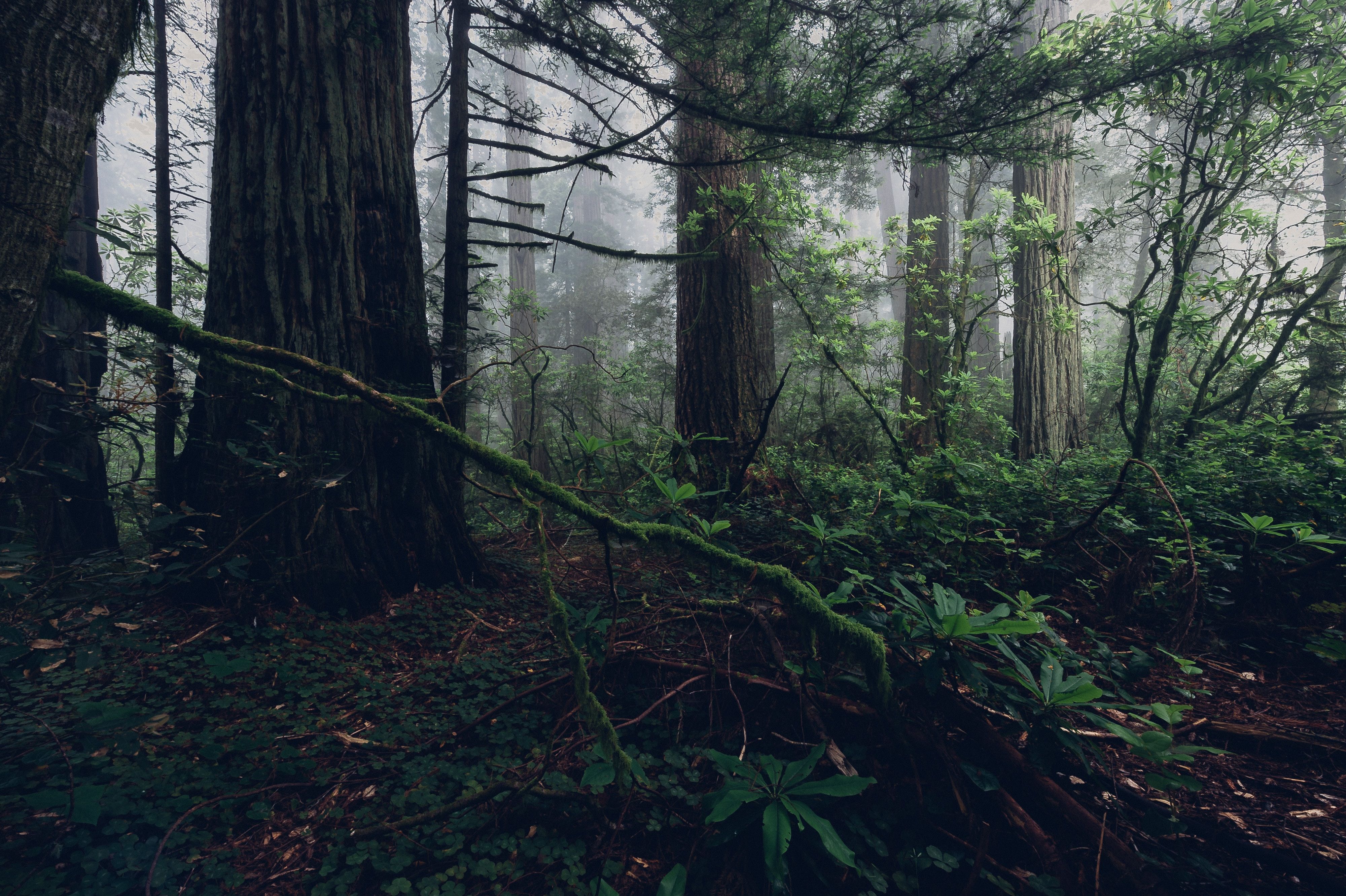 Humboldt Redwoods State Park in California