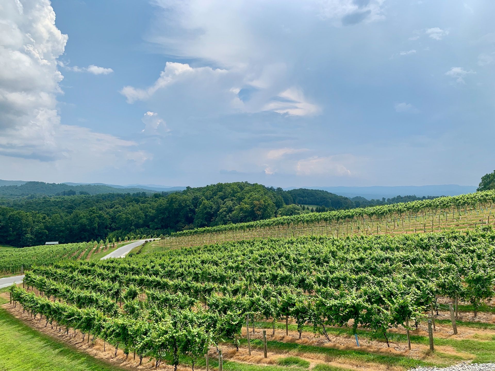 Vineyards North Carolina