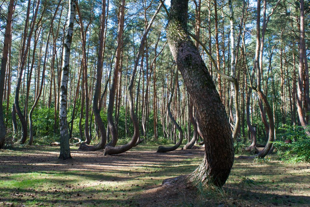 Warped trees in the Crooked Forest, Krzywy Las