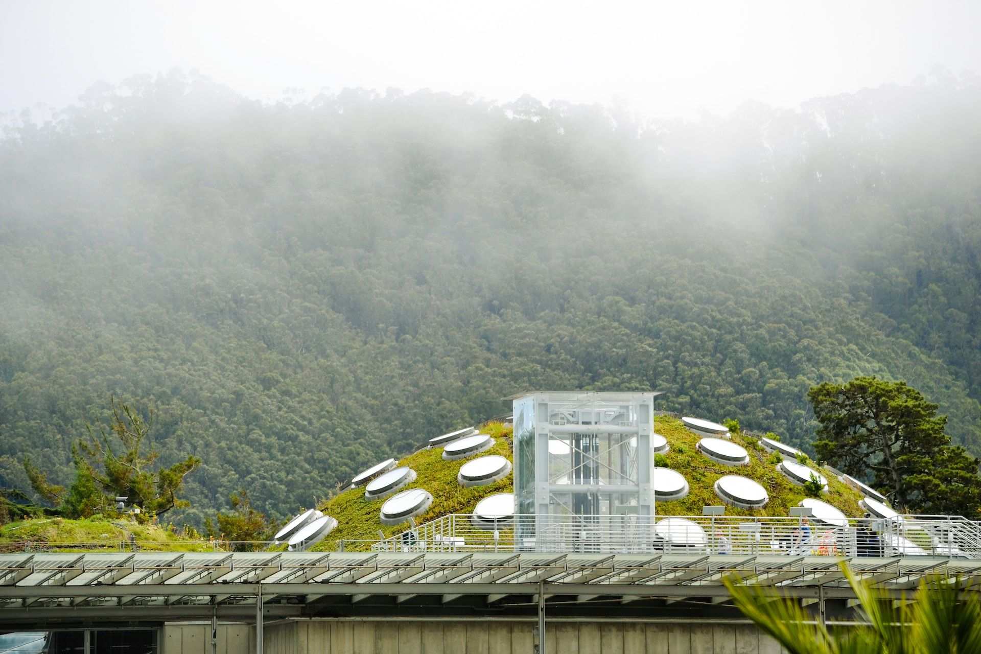 The living roof at the California Academy of Science, San Francisco 