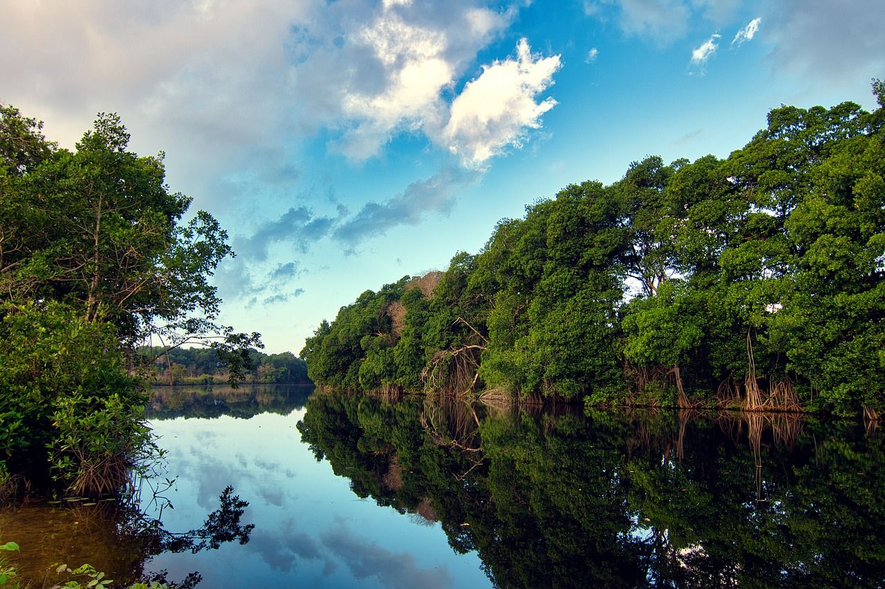 10 Ancient Forests That Resurfaced (Or Were Recently Discovered) Around ...