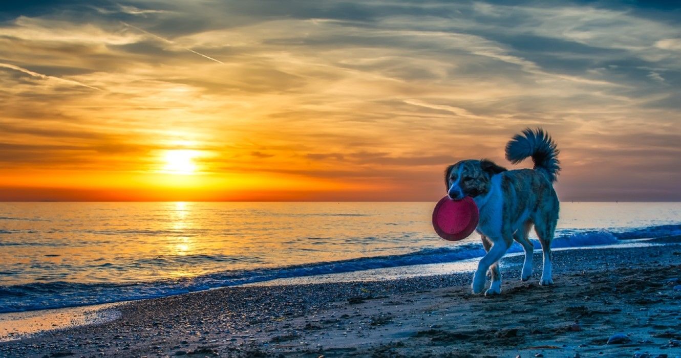 10 DogFriendly Hotels In Myrtle Beach To Unleash The Perfect Vacation With Your Furry Friend