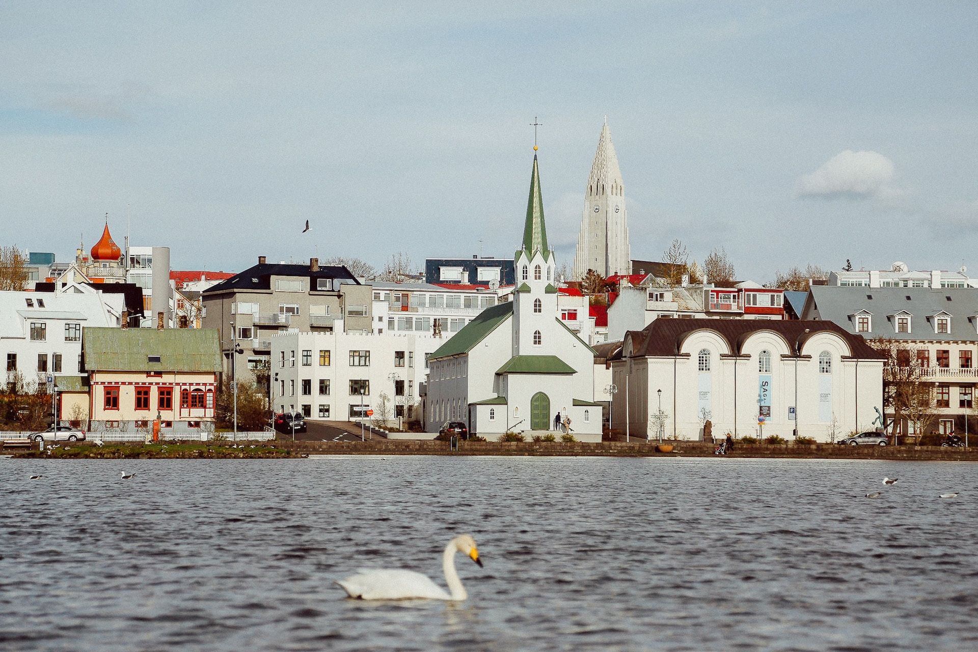 A church, buildings, and white swan floating on water in Reykjavik, Iceland 