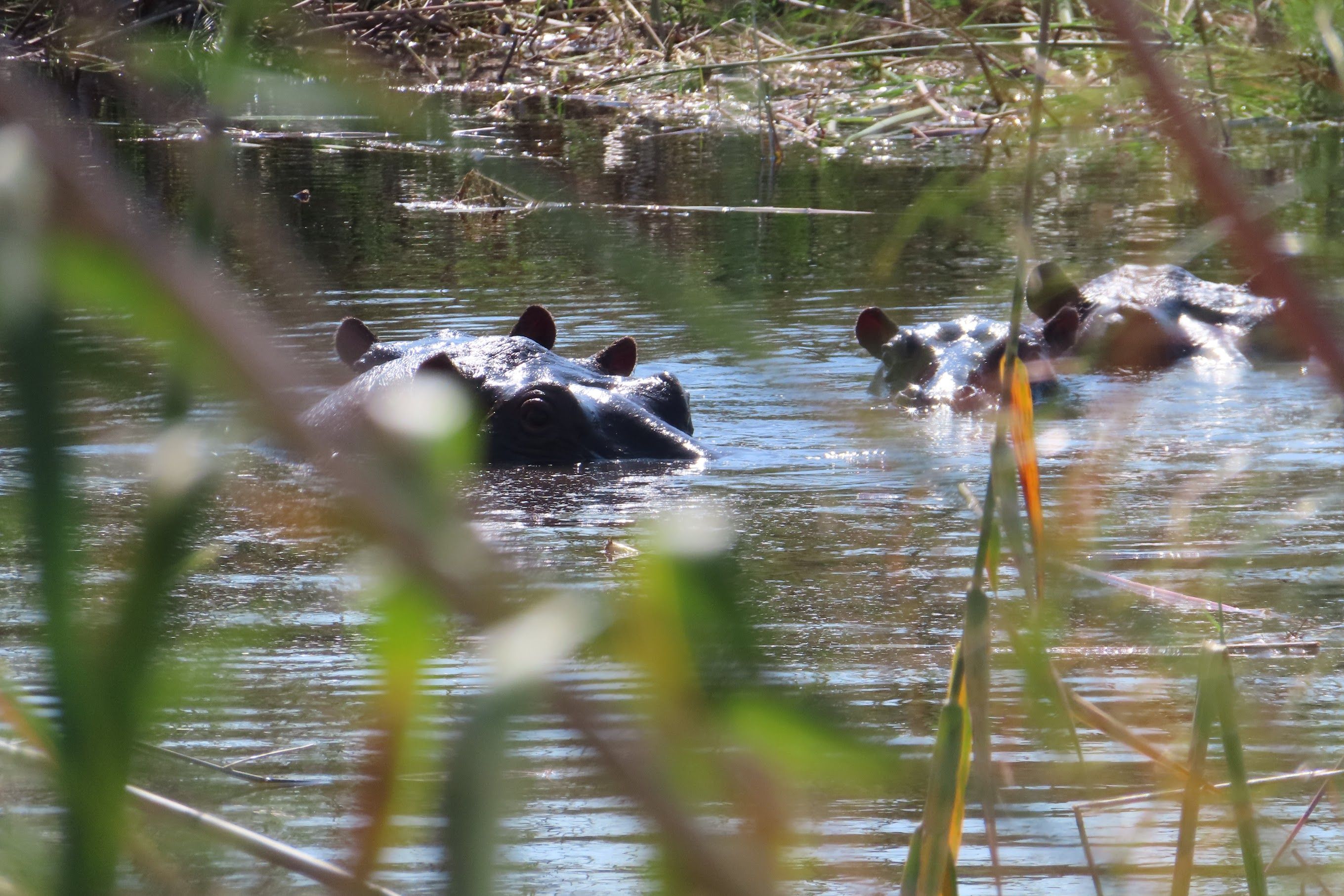 This Secluded Island Retreat In Botswana Is The Perfect Wildlife Escape