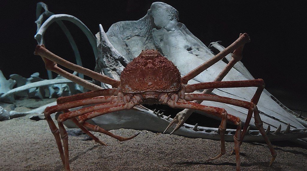 Japanese_Spider_Crab_Monterey_Bay_Aquarium