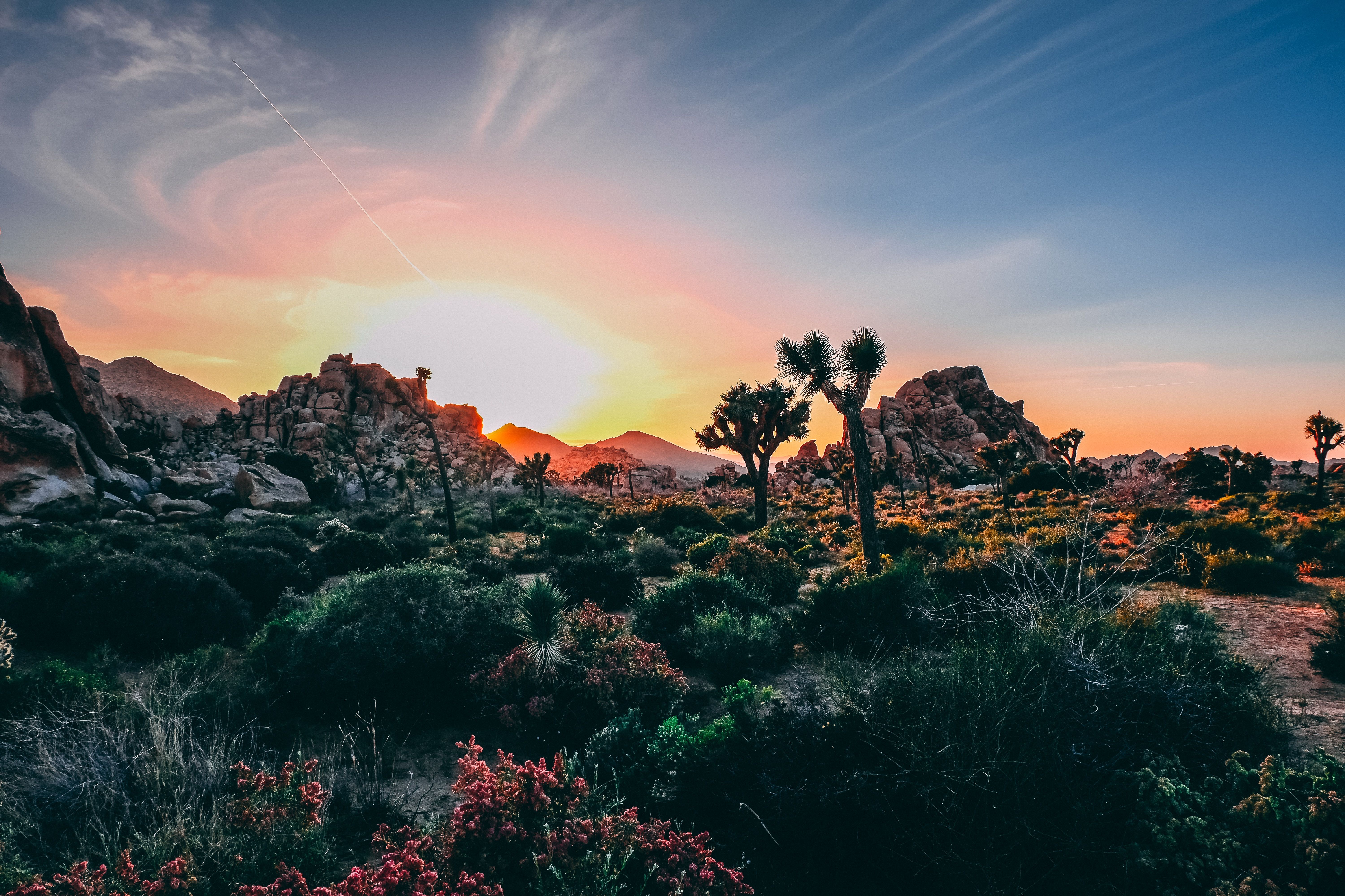 Joshua Tree National Park