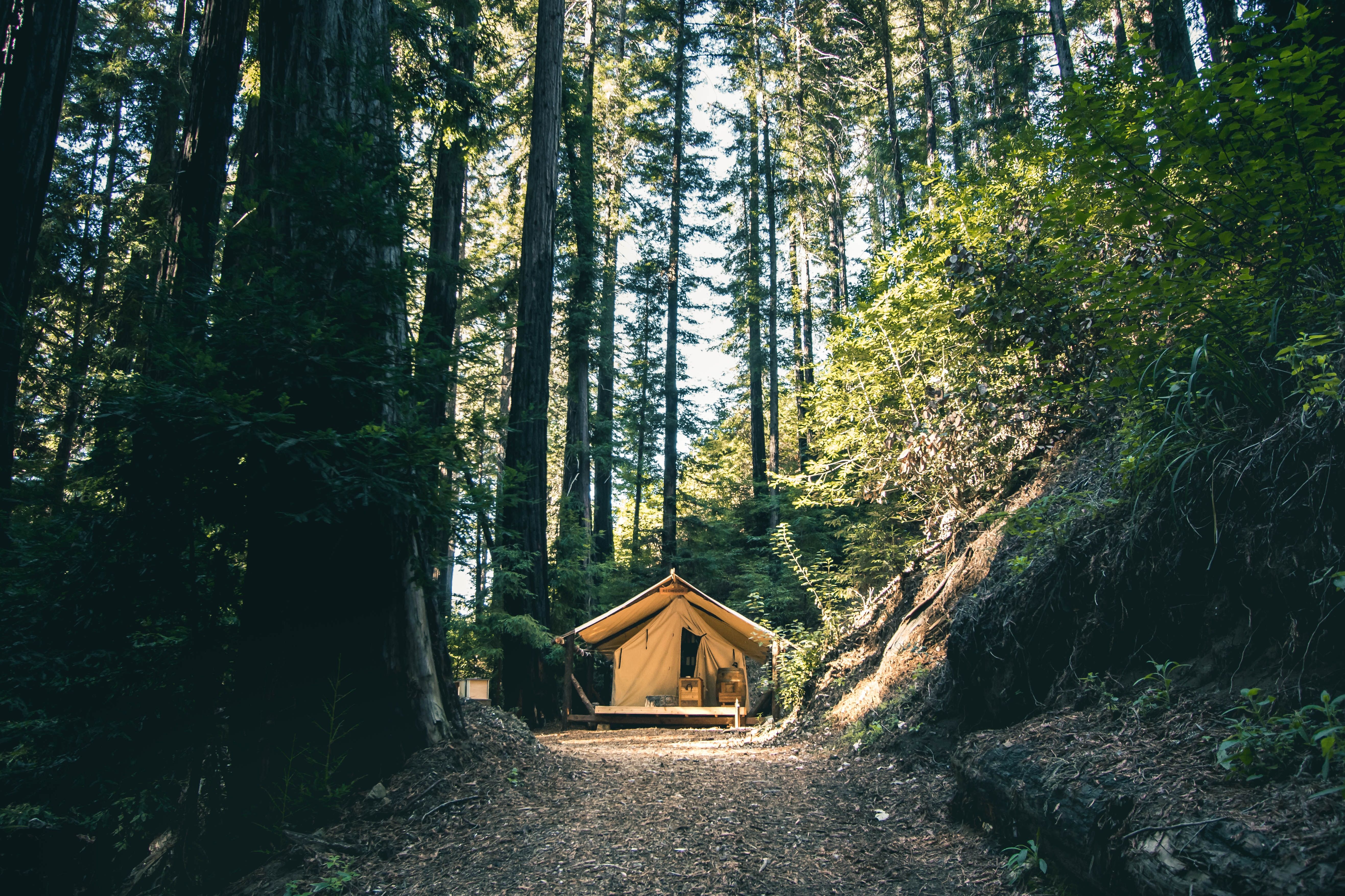 A cabin located amidst redwoods in Big Sur, California