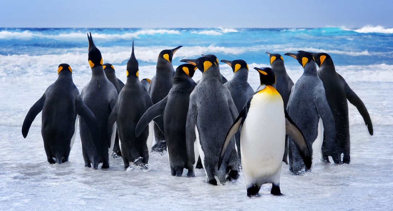 King Penguins heading to the water in the Falkland Islands