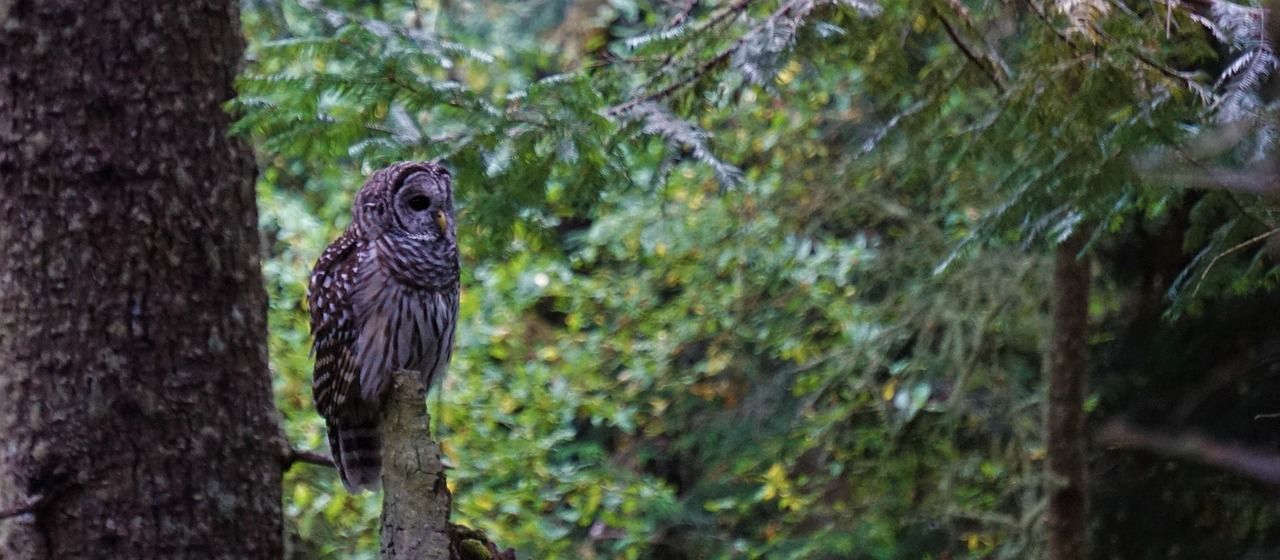 10 Best (Secret) Swimming Holes In Washington State